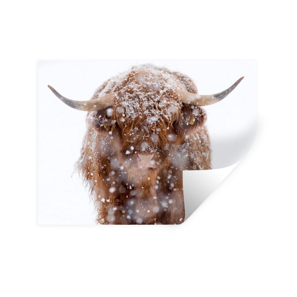 MuchoWow Wandtattoo Wandsticker Wandaufkleber Schottischer Highlander - Hörner - Schnee 40x30 cm Selbstklebend und Repositionierbar - Faltenfrei