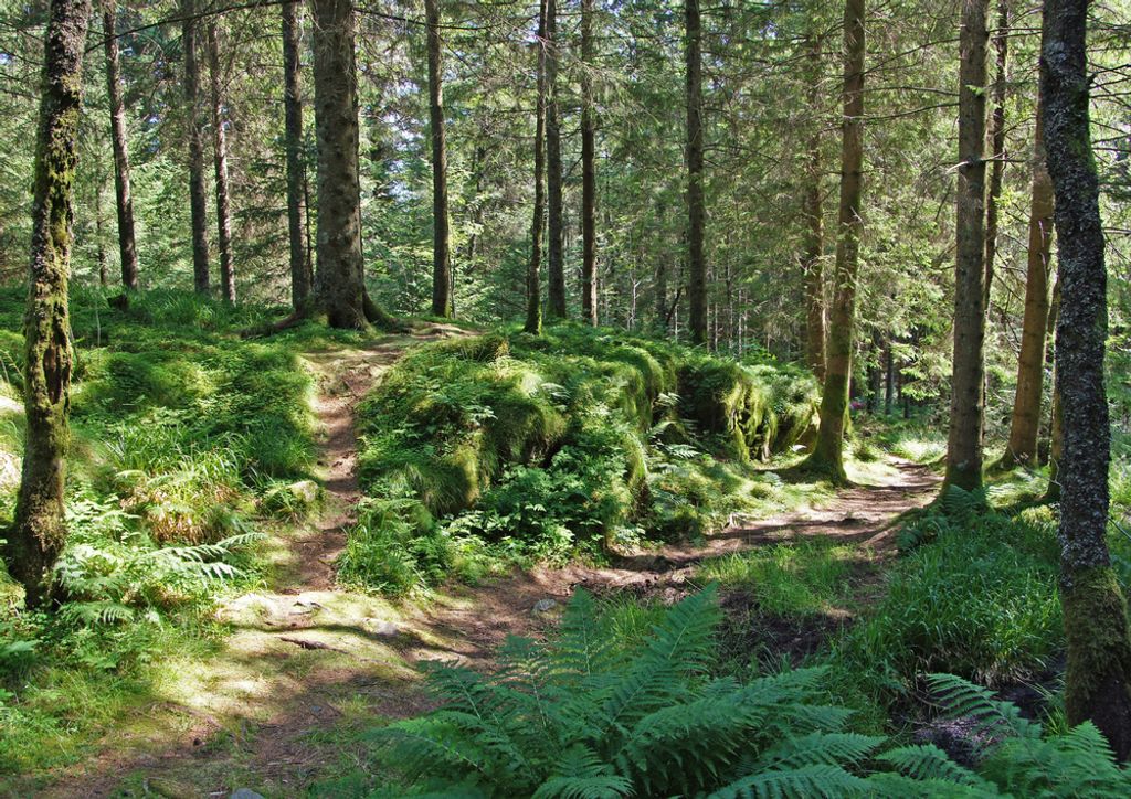 hansepuzzle 67128 - Wald Puzzle, 260 Teile, Natur, 41,0 x 28,0cm mit hochwertiger Aufbewahrung, Kartonbox und wiederverschließbarem Beutel