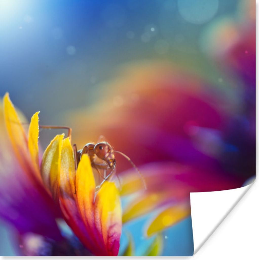 MuchoWow Poster Ameise - Blumen - Regenbogen 50x50 cm - Wohnzimmerdekoration
