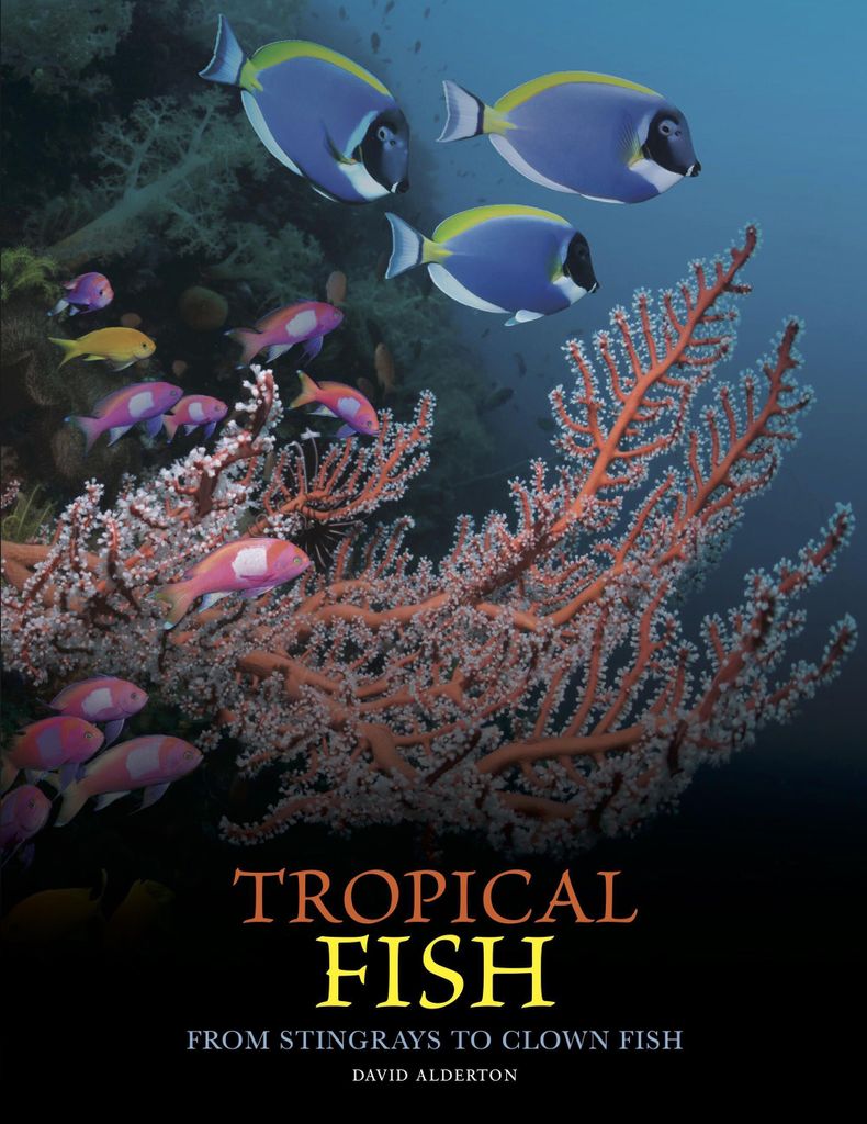 Tropical Fish – Lingua: Inglese