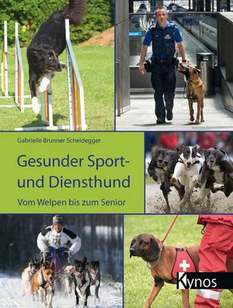 Santé du Chien de Service : Prévention et Performance Sportive Durable