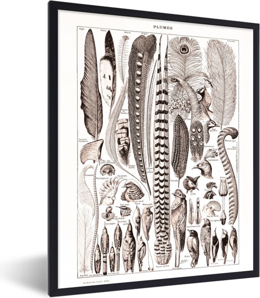 MuchoWow Gerahmtes Poster Vogel - Federn - Tiere 30x40 cm - Poster mit Schwarzem Bilderrahmen Wandposter Rahmen Foto Bilder - Wanddeko - Kunstdrucke