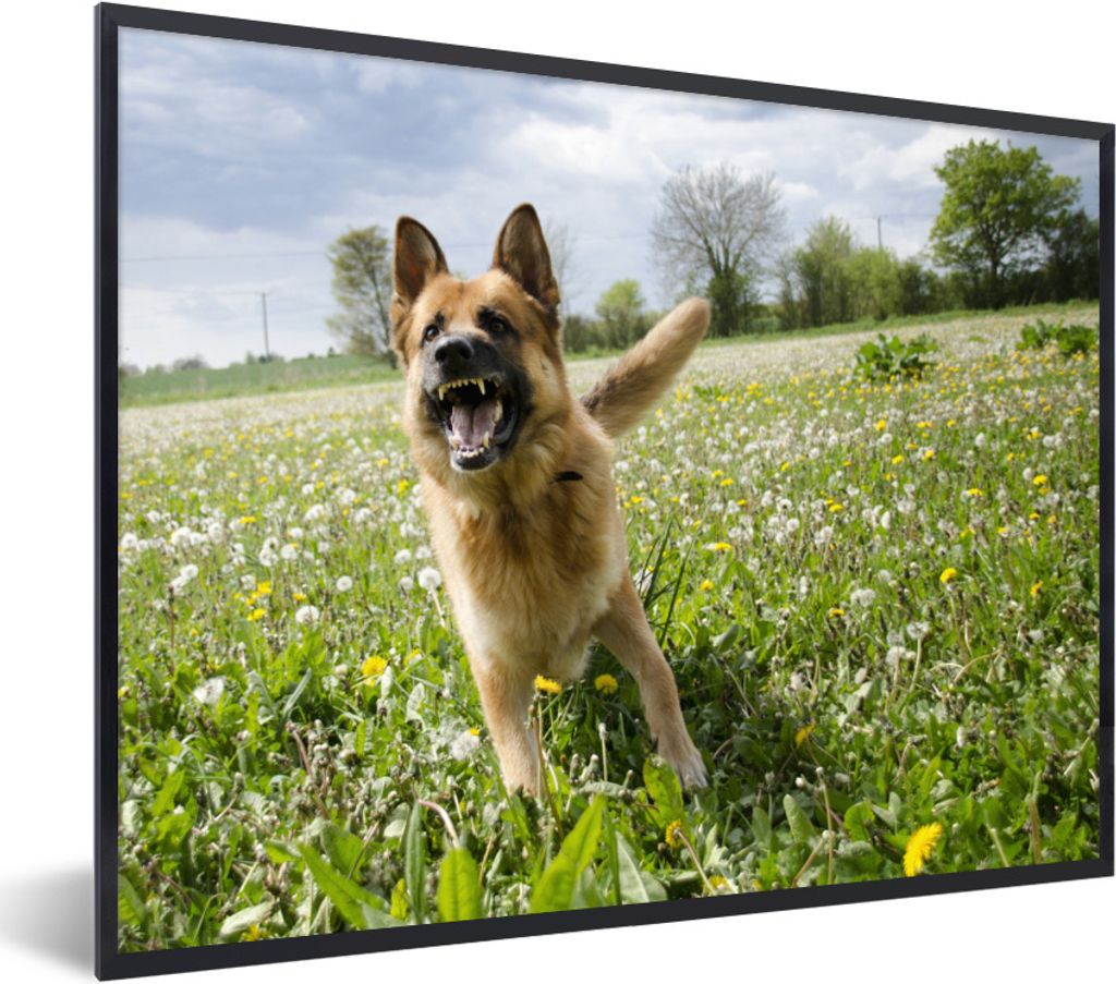 MuchoWow Gerahmtes Poster Deutscher Schäferhund zwischen den Blumen 40x30 cm - Poster mit Schwarzem Bilderrahmen Wandposter Rahmen Foto Bilder -...