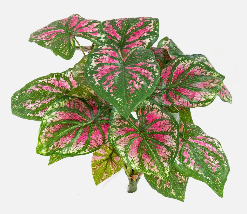 artplants.de Künstliches Caladium BECRUX auf Steckstab, grün-pink, 35cm - Grünpflanze künstlich