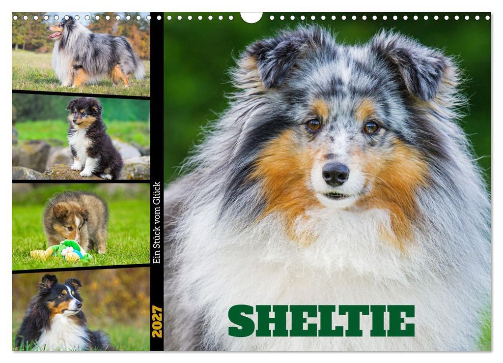 Sheltie - Ein Stück vom Glück (Wandkalender 2027 DIN A3 quer), CALVENDO Monatskalender