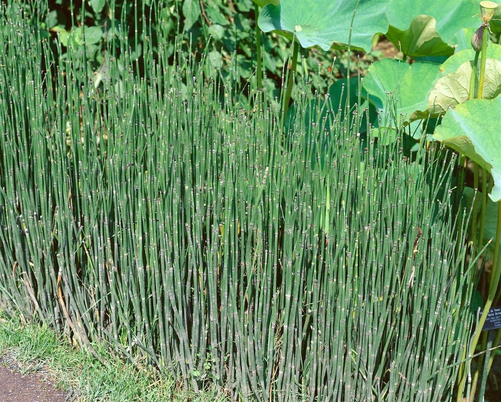 Equisetum variegatum, Buntes Schachtelhalm, ca. 9x9 cm Topf