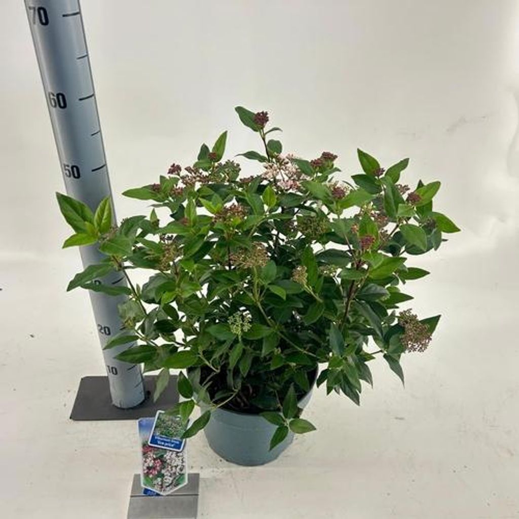 Viburnum tinus ‘Eve Price’ - Lorbeer-Schneeball | 45-50 cm im Topf