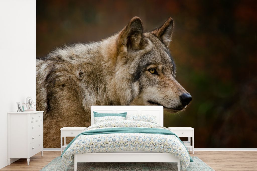 MuchoWow Fototapete für Wohnzimmer oder Schlafzimmer Wandtapete Vinyl Motivtapete Tiere - Wolf - Raubtiere - 420x280 cm - Zimmer für Kinder