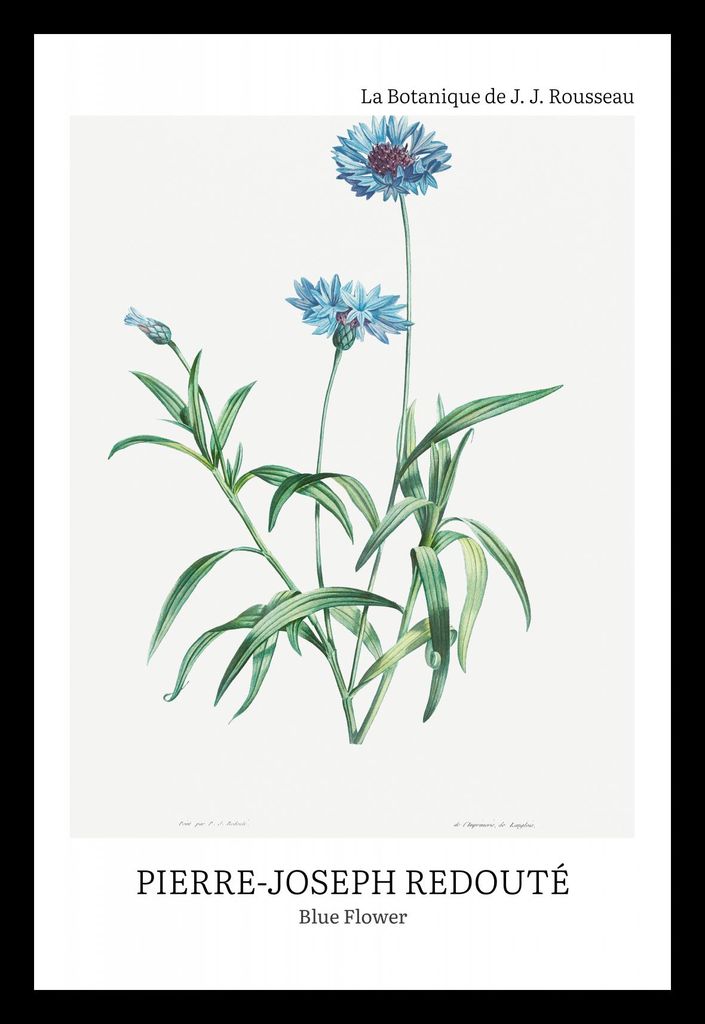 Plakat 20x30cm Design Blaue Blume, Redoute Vintage für das Wohnzimmer