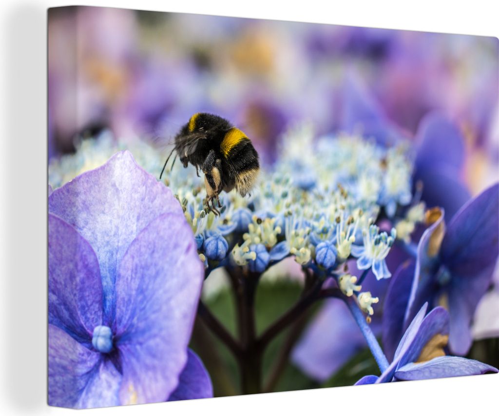 OneMillionCanvasses - Leinwandbilder - 140x90 cm, Hummel auf der Suche nach Nahrung auf einer bunten Hortensienblüte, Wandbilder Kunstdruck Wand...