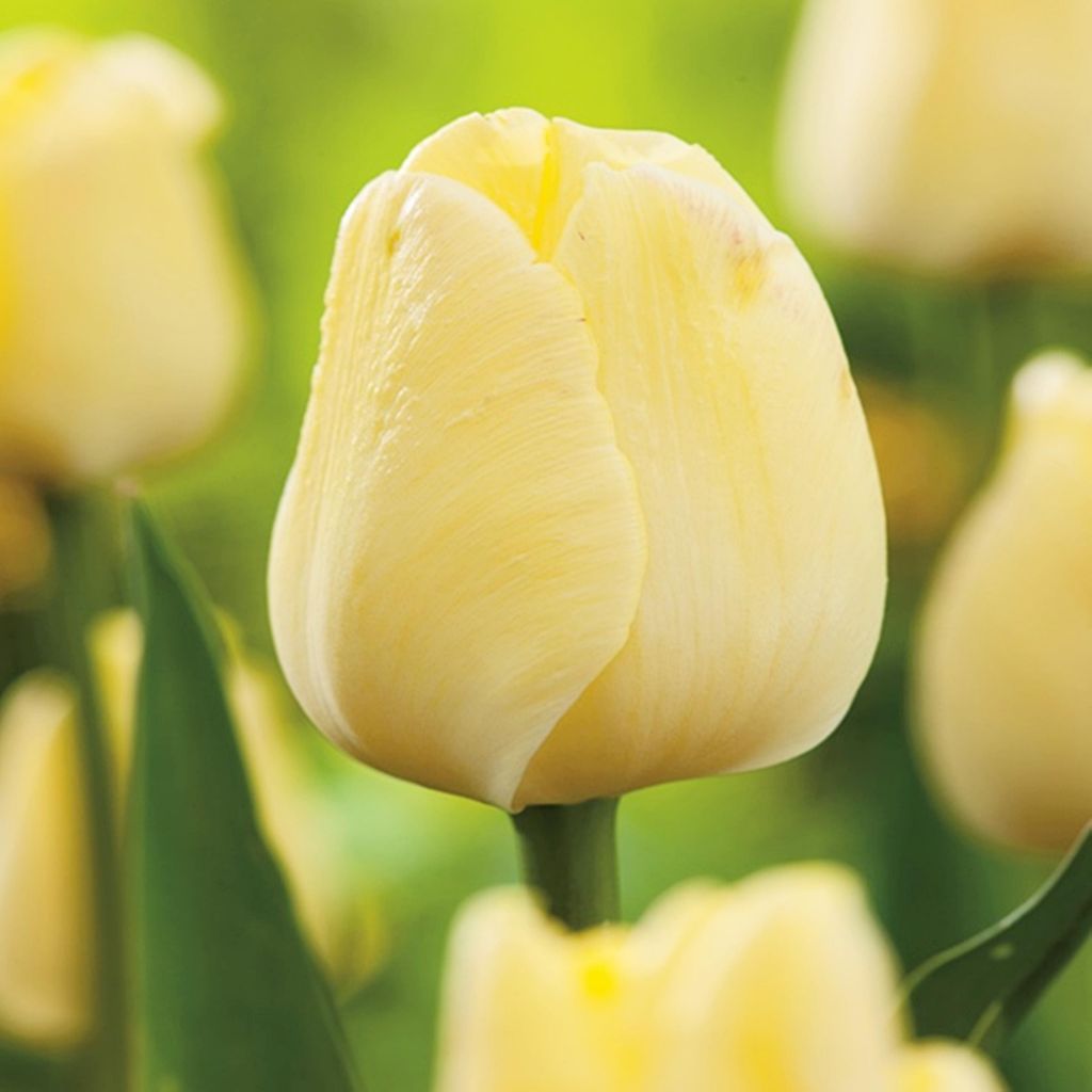 Tulipan Maria Kaczyńska 5 szt. Tulipany Cebulki Tulipanów Zdjęcie produktu 