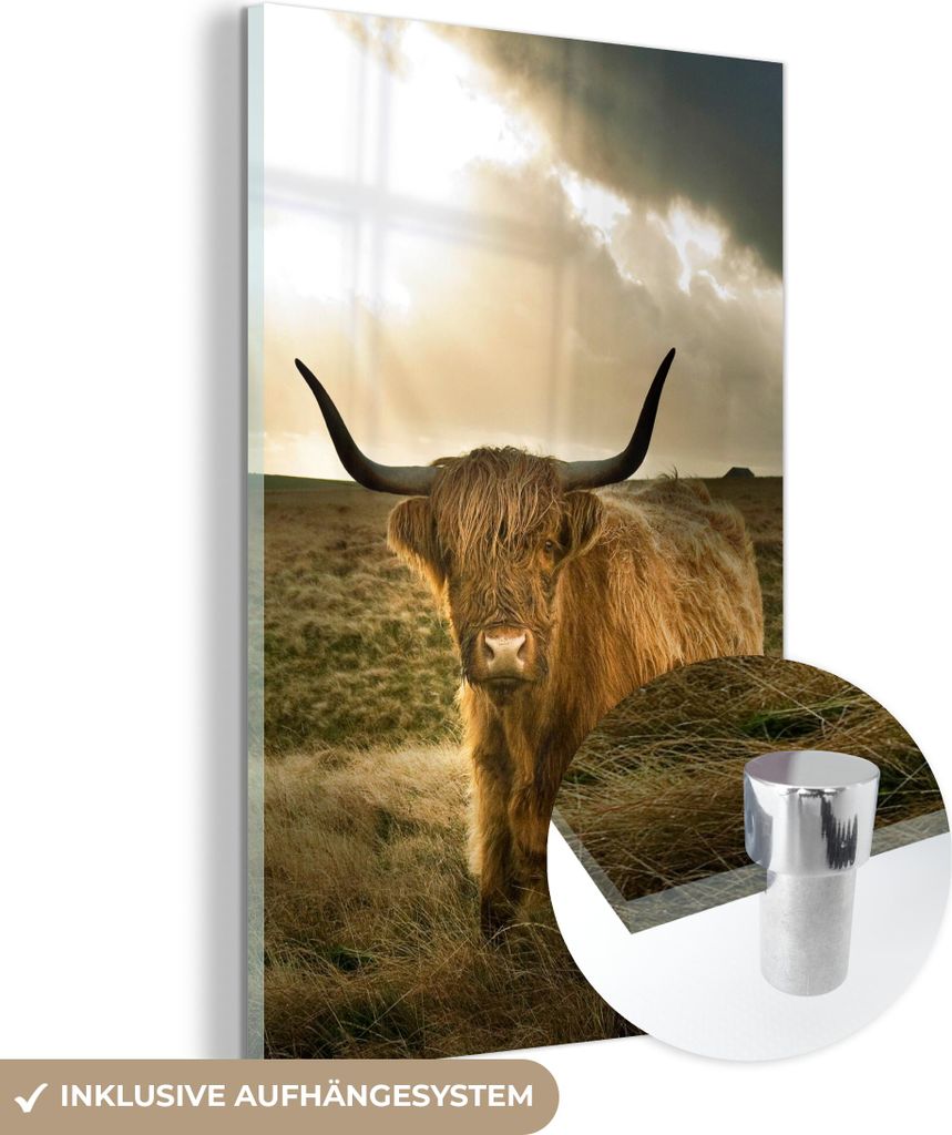 MuchoWow Glasbilder - Bilder auf Wandbild - Foto auf Glas Schottisches Hochlandrind - Sonne - Tiere 40x60 cm Wanddekoration aus Glas - Acrylglasbil...