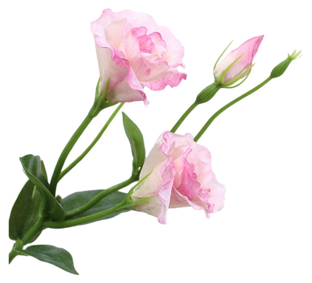 Künstliche Platycodon Grandiflorus-Blume mit 2 Blütenköpfen und 1 Knospe, künstliche Seidenblume mit Stiel und Blättern für Hochzeitsfeiern, ...