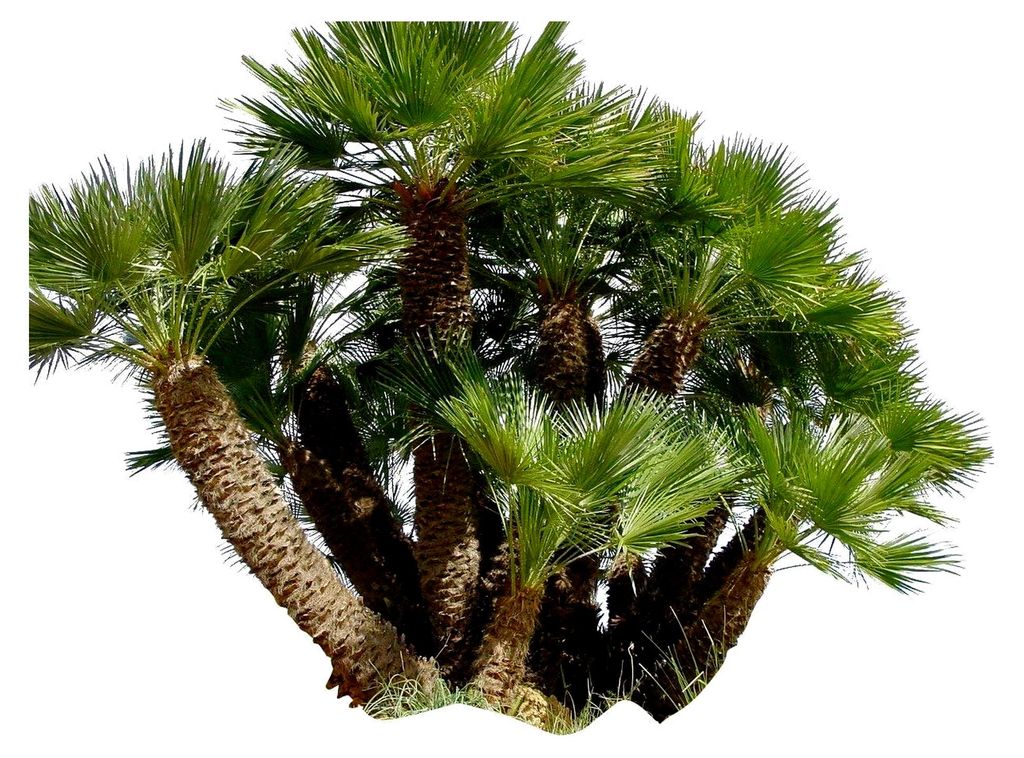 10 Samen Zwerg-Dattelpalme -Phoenix roebelinii- -Tolle Zimmerpflanze-