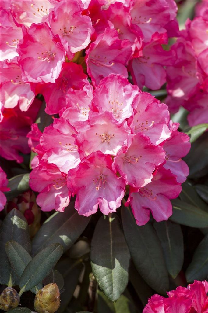 Rhododendron yakushimanum 'Sonatine', rosa Blüten, 25–30 cm Produktbild 