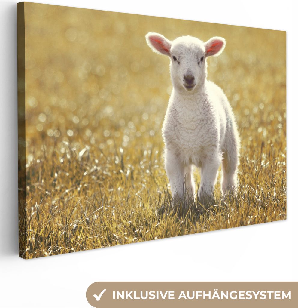 OneMillionCanvasses - Leinwandbilder - 150x100 cm, Schafe - Gras - Sonne, Wandbilder Kunstdruck Wanddekoration