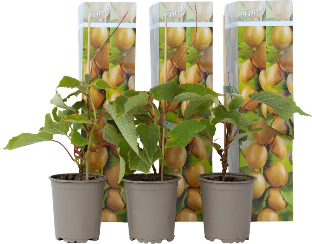 Three potted kiwi plants are displayed in front of a background image of kiwis.