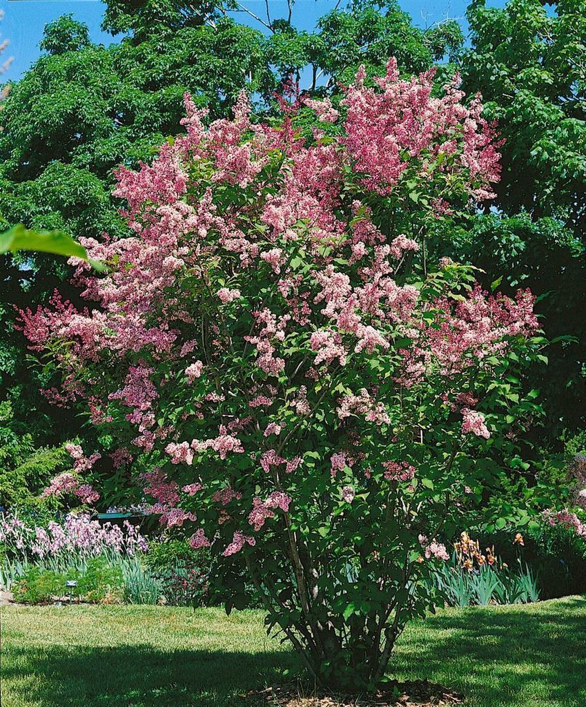 Syringa 'Redwine', Flieder, rot, 80–100 cm Produktbild 