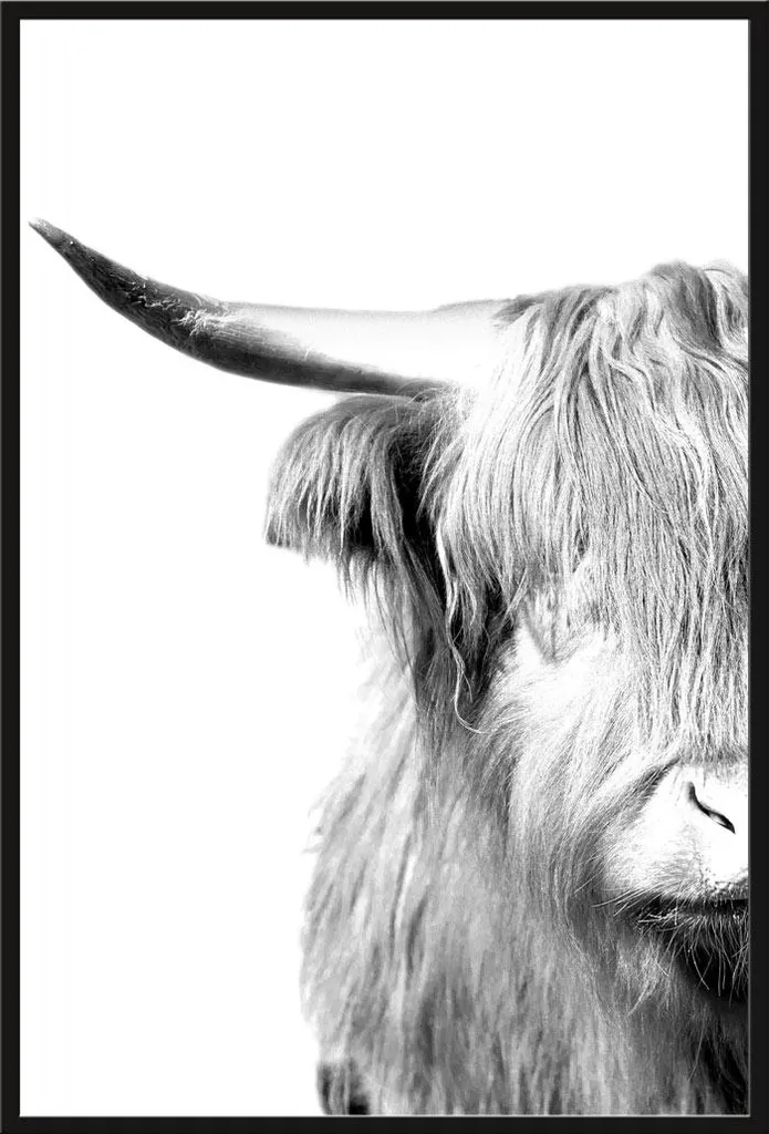 Poster Vache Highland Encadré : Vitre Acrylique Incassable et Cadre Noir