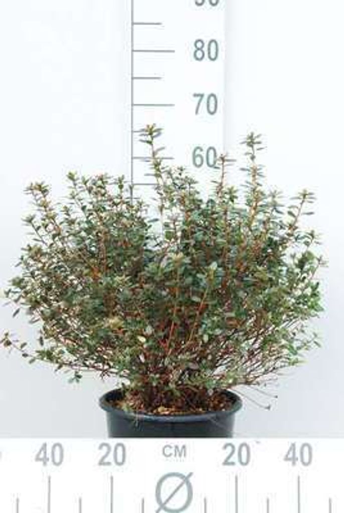 Azalea japonica - Japanische Azalee lila 50- 60 cm - Container