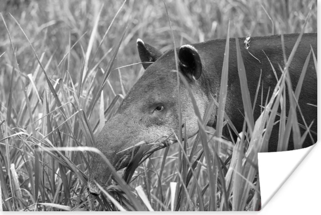 MuchoWow Poster Mittelamerikanischer Tapir im Nationalpark von Costa Rica in schwarz-weiß 180x120 cm - Fotoplakat
