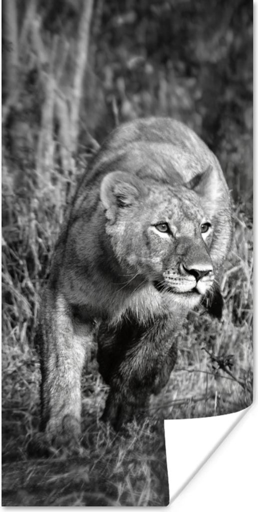 MuchoWow Poster Löwin - Jagd - Tiere 75x150 cm - Dekoration für die Wände