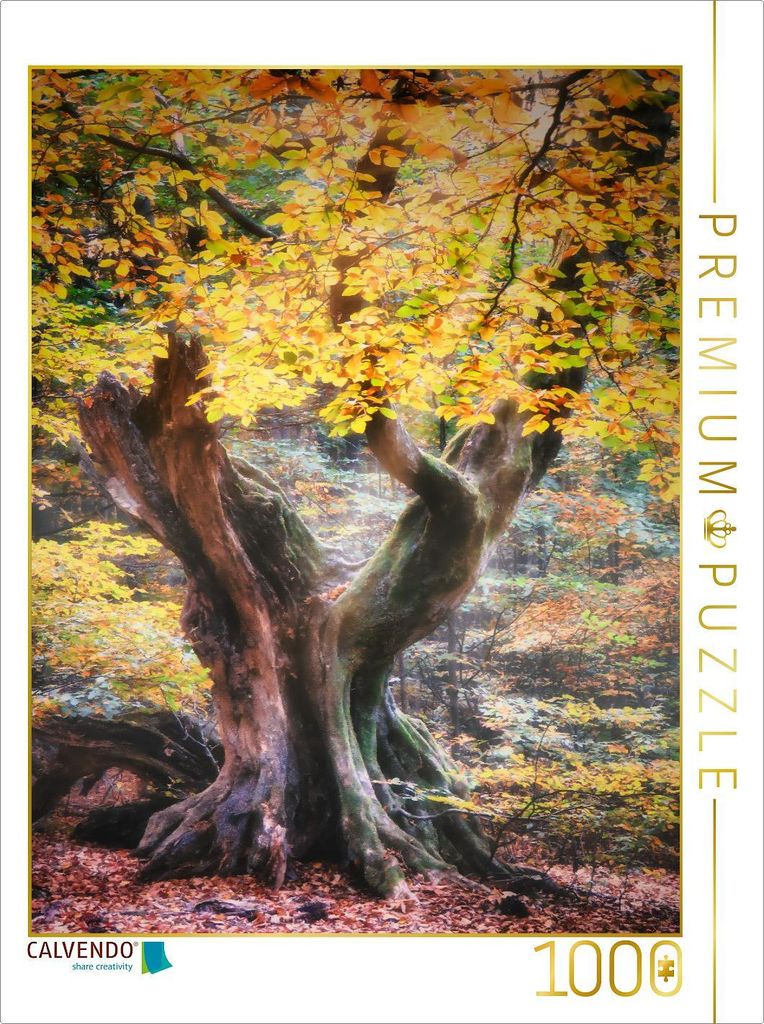CALVENDO Puzzle Alte Buche im Herbst | 1000 Teile Lege-Größe 64x48cm Foto-Puzzle für glückliche Stunden