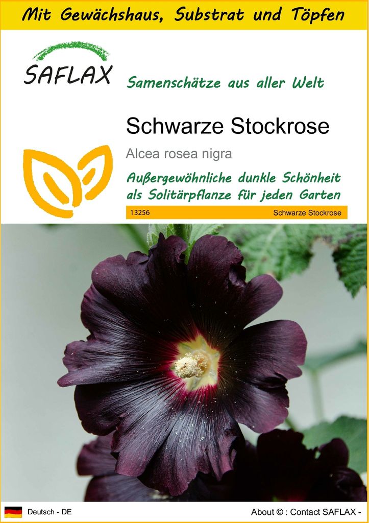 SAFLAX Anzucht Set - Schwarze Stockrose - Alcea rosea nigra - 100 Samen - Mit Mini-Gewächshaus, Anzuchtsubstrat und 2 Töpfen