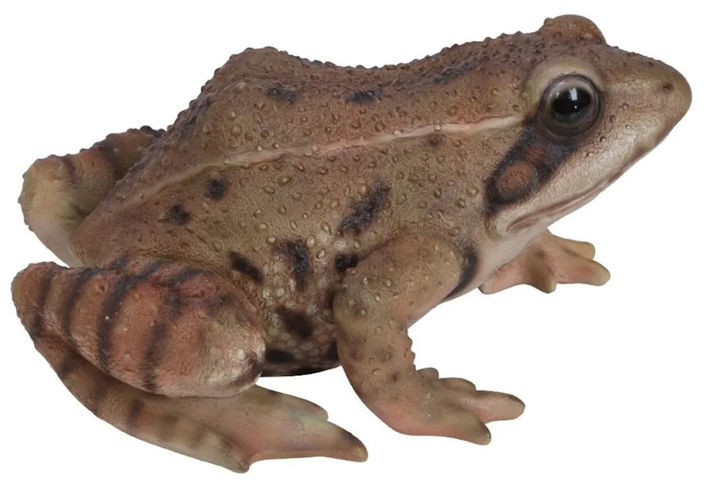 Grenouille La Vraie Vie - Objet déco réaliste pour chasser la monotonie
