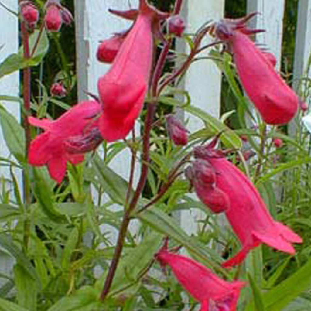 6 x Großblütiger Bartfaden  - Penstemon 'Andenken An Produktbild 