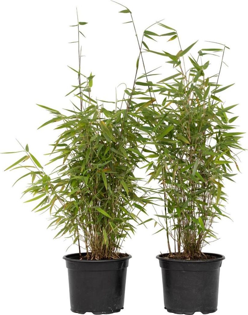 Two potted bamboo plants are shown against a white background.
