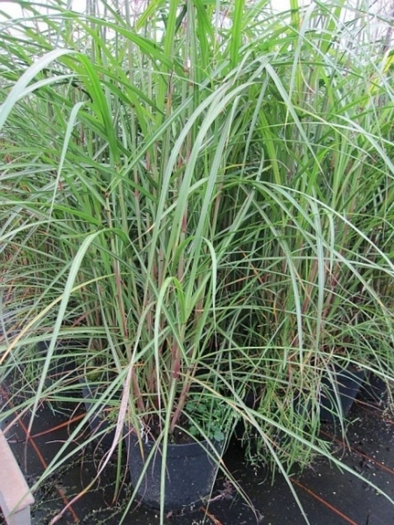 Miscanthus sinensis Malepartus - China-Schilf Malepartus