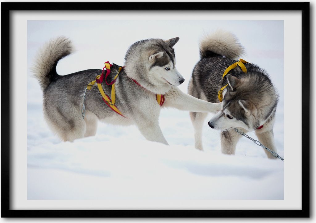 Bild - Bilderrahmen - 100 cm x 70 cm - MDF - Rahmen - Foto - Wandkunst Husky Winter