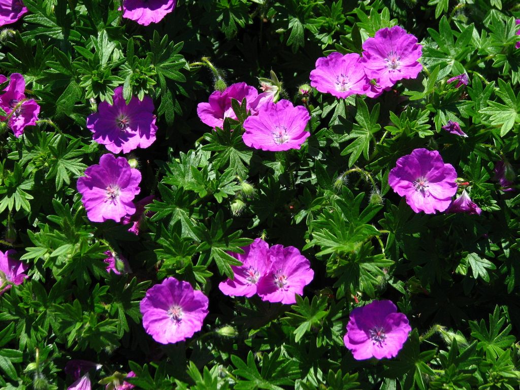 10 X Geranium Sanguineum Max Frei Kaufland de 10-x-geranium-sanguineum-max-frei-kaufland-de