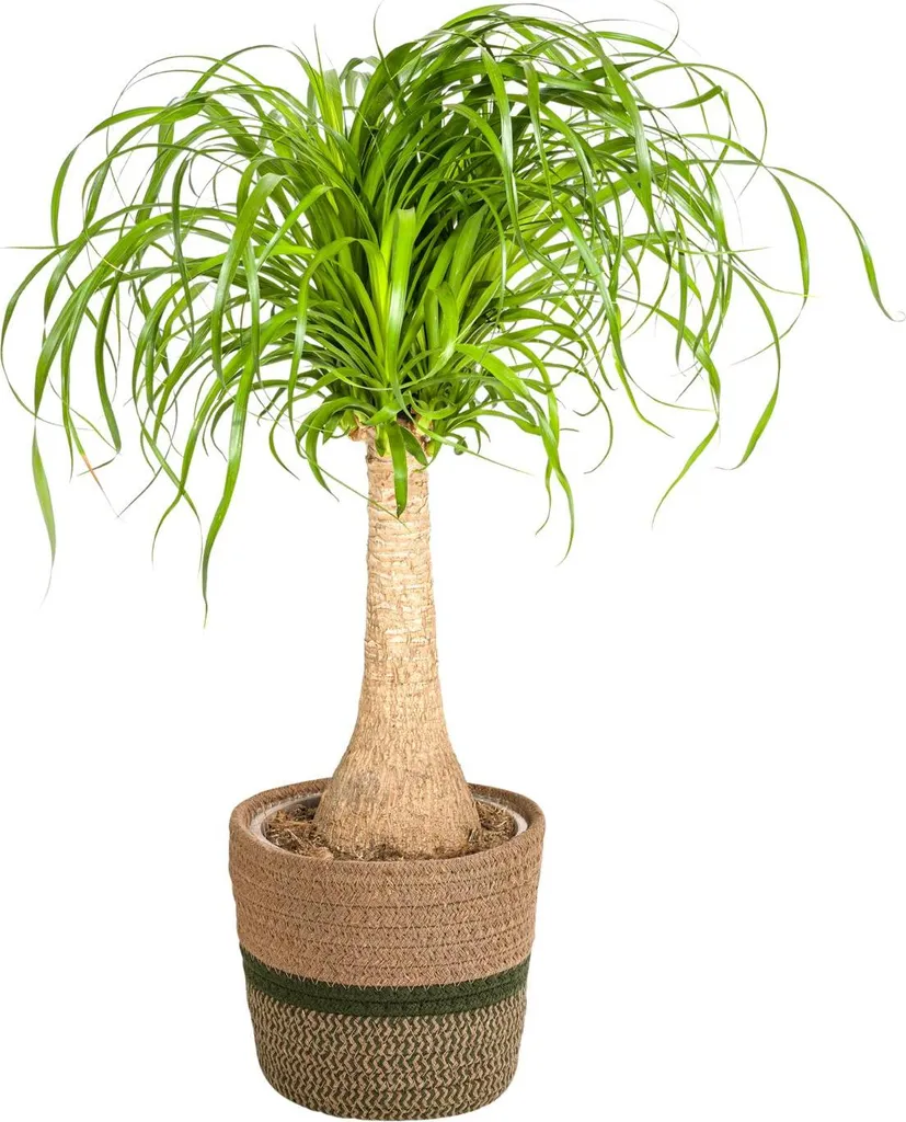 Plante d'intérieur Pied d'Éléphant | Beaucarnea avec panier bois Ø21