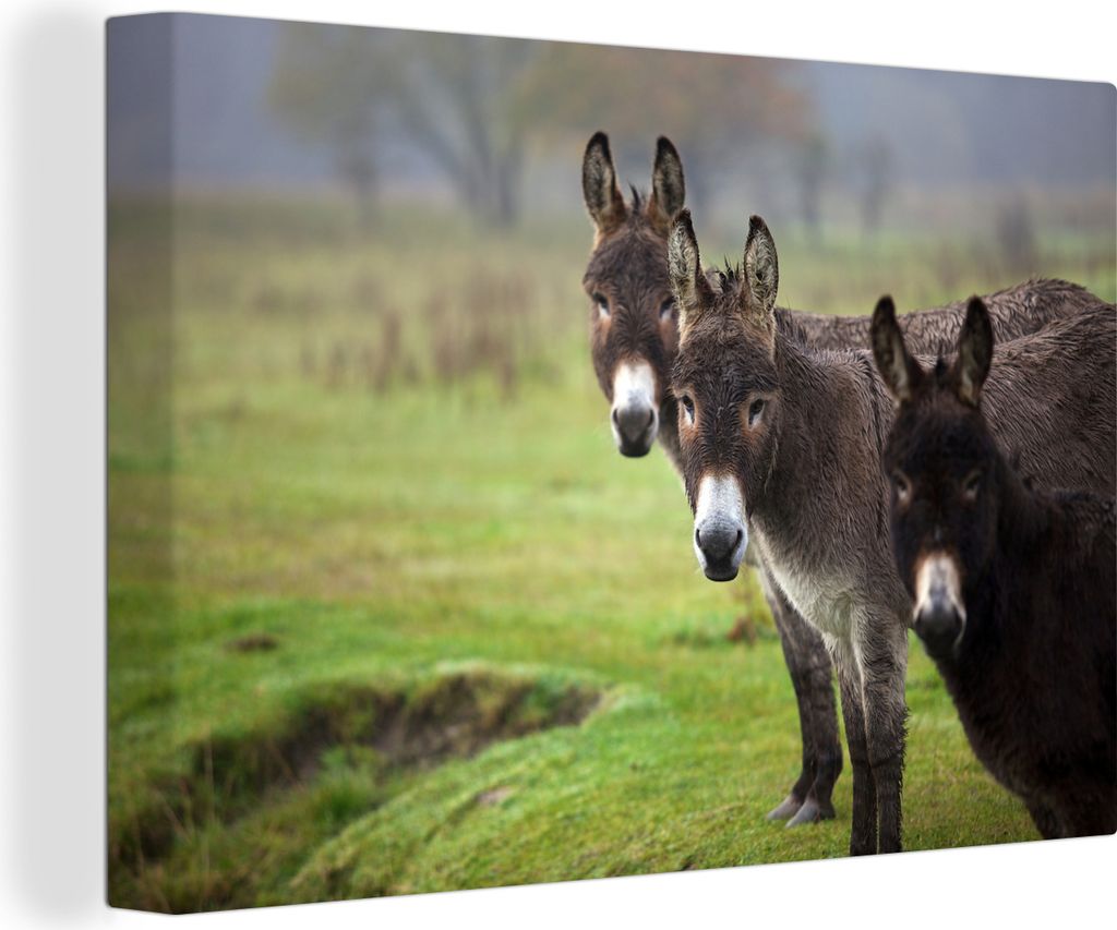 OneMillionCanvasses - Leinwandbilder - 140x90 cm, Drei Esel auf einer Wiese, Wandbilder Kunstdruck Wanddekoration