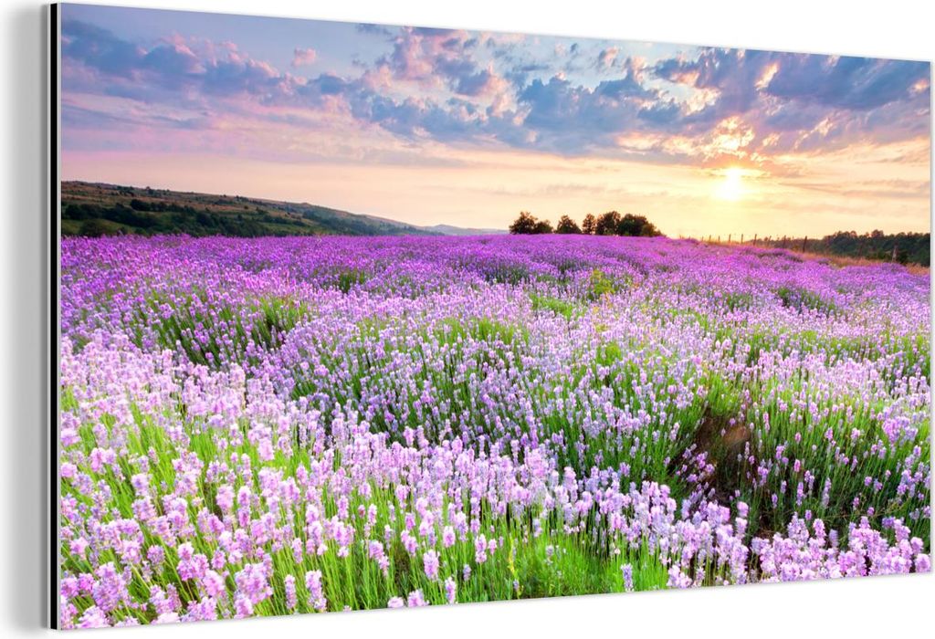MuchoWow Wanddekoration Metall Metallbild Wandkunst 120x60 cm Blumen - Lavendel - Lila - Himmel - Sonnenuntergang - Wiese - Natur MuchoWow Aluminiu...