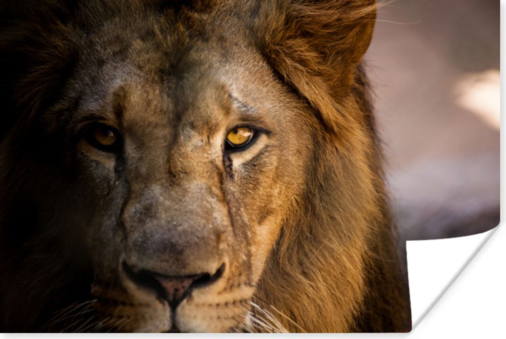 MuchoWow Poster Löwen - Profil - Farben 90x60 cm - Schlafzimmer