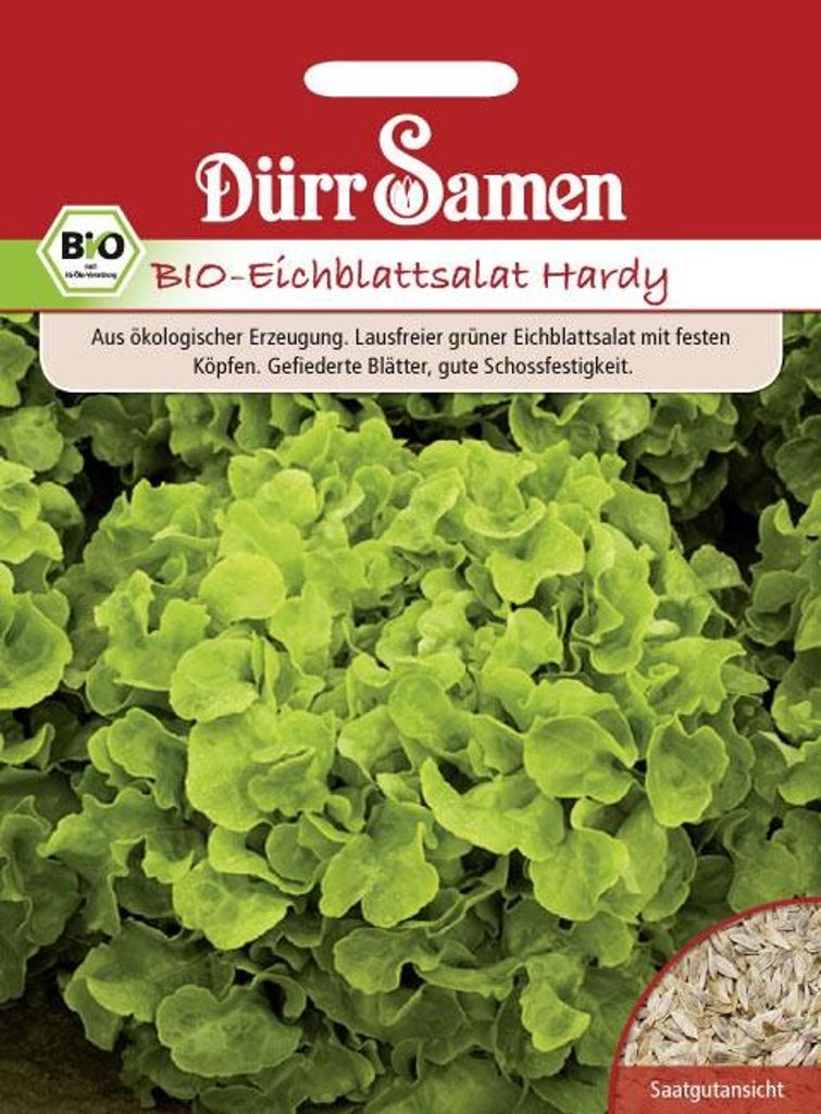 Eichblattsalat Hardy |  Salatsamen von Dürr Samen Produktbild 