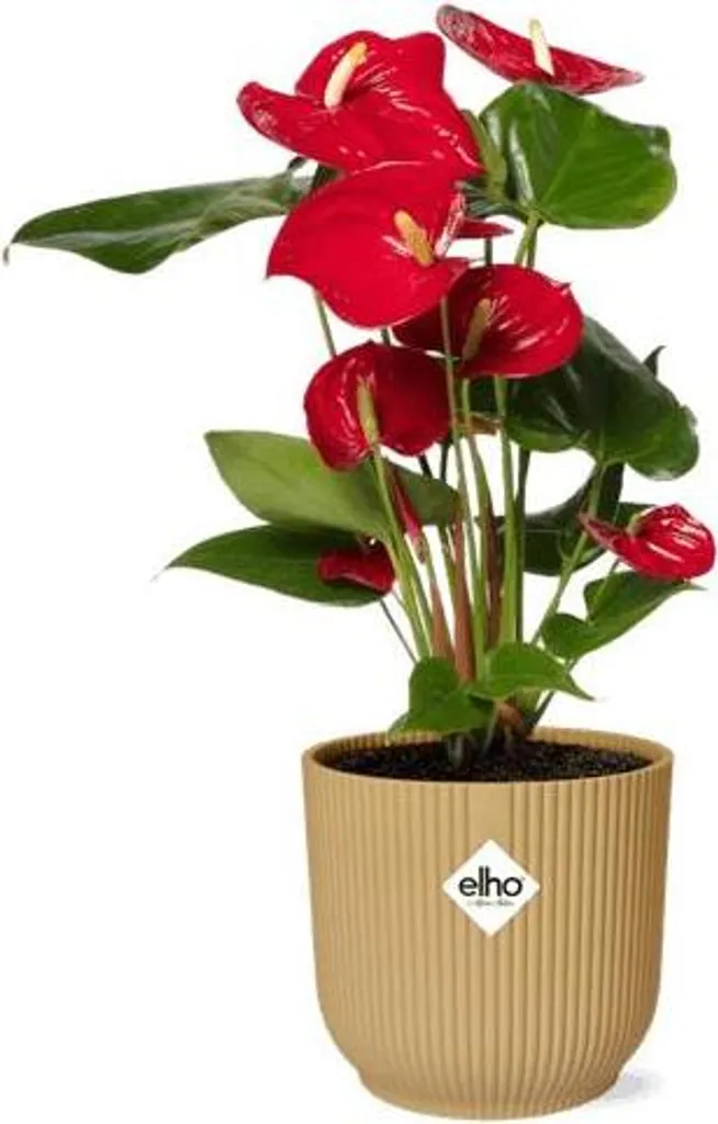 Plante d'intrieur fleurie Anthurium rouge facile  entretenir  12 cm