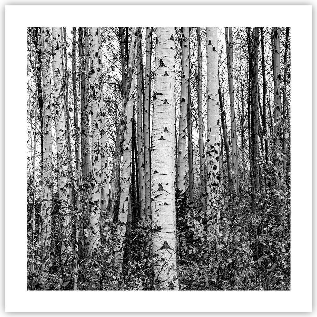 Poster - Poster ohne Rahmen - Birken Wald Monochrom - 50x50 cm - Wand Bild - Wanddeko - Wandbilder - Kunstposter - Wandposter - Bilder - Kunstdruck...