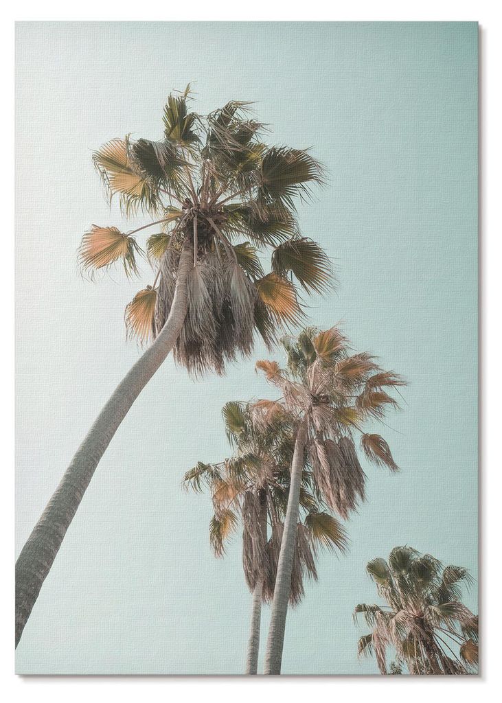 POSTER - 21x29 cm (A4) - Soft Structure - Palmen, zarter blauer Himmel, exotisch - Wandbild für Wohnzimmer Schlafzimmer & Flur, Modernes Poster Wa...