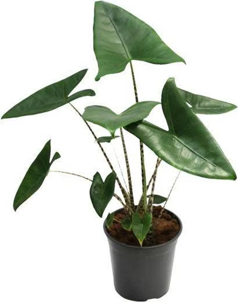 Alocasia Zebrina Plante Durable Ø21cm 80cm pour Intérieur sans Souci