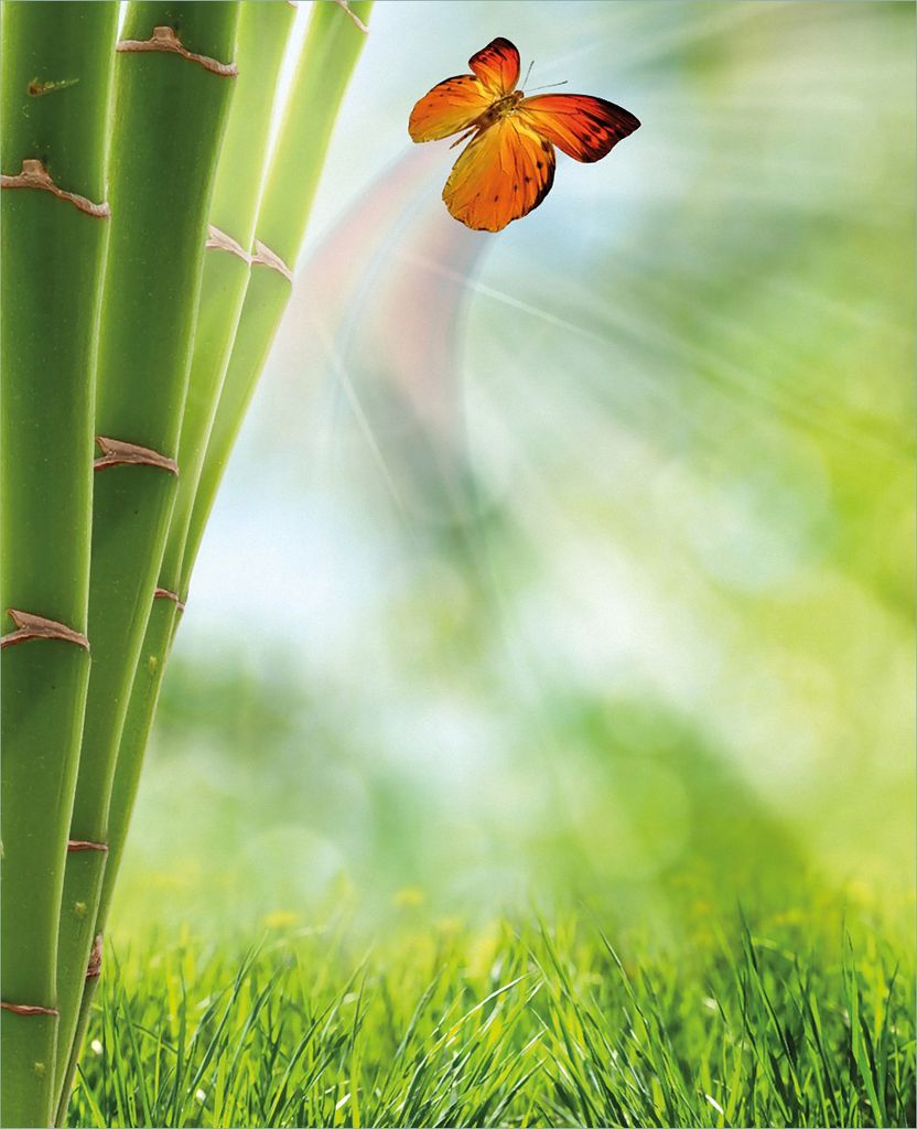 Wallario Magnet für Kühlschrank / Geschirrspüler, magnetisch haftende Folie - 60 x 80 cm, Motiv: Schmetterling im Grünen mit Bambus