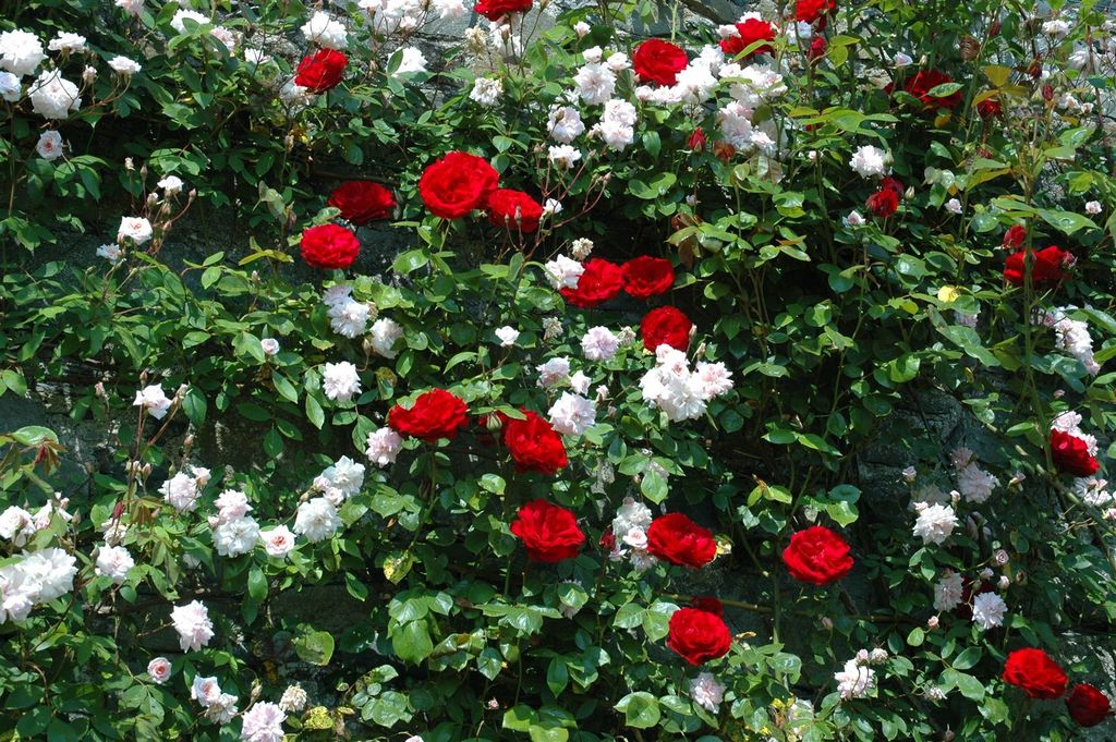 Rosa 'Dublin Bay', Kletterrose, leuchtend rot, 5-7,5 Liter Container
