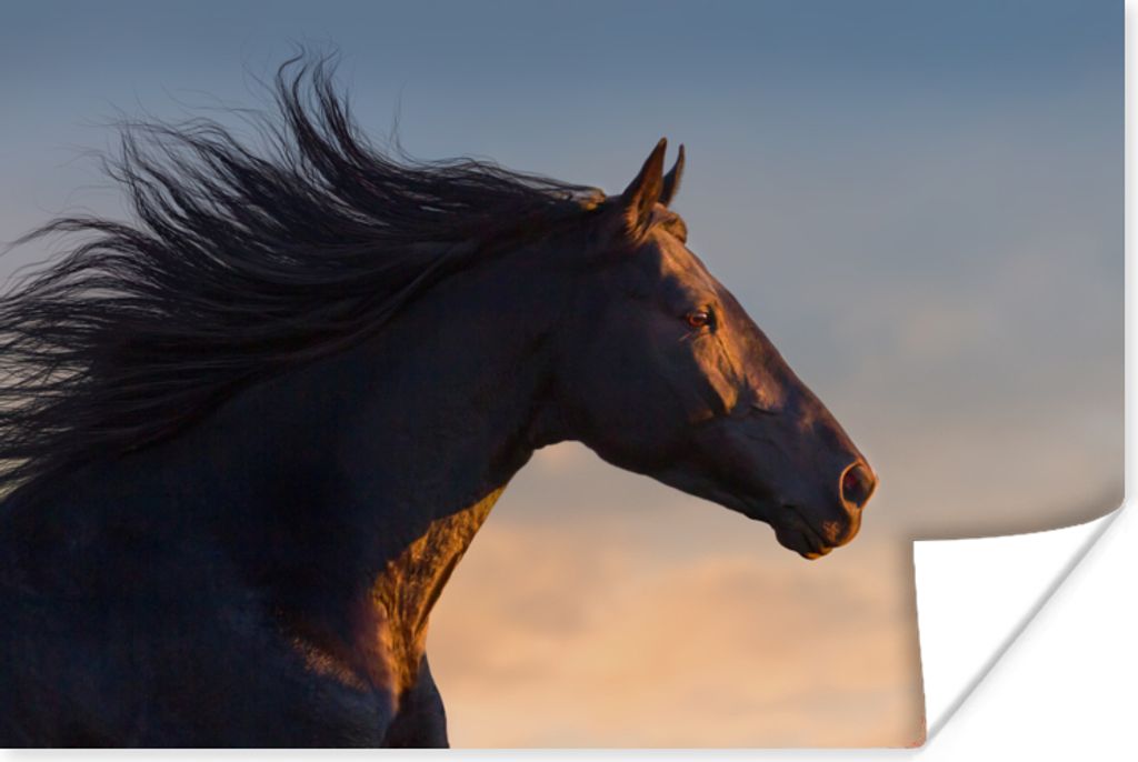 MuchoWow Poster Pferd - Luft - Mähne 60x40 cm - Schlafzimmerdekoration