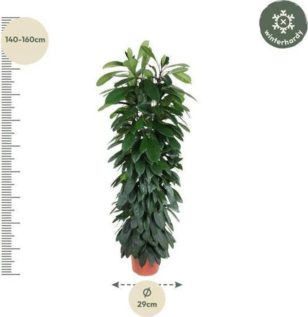 Ficus Cyathistipula 150 cm - Plante Intérieure Robuste Facile Entretien