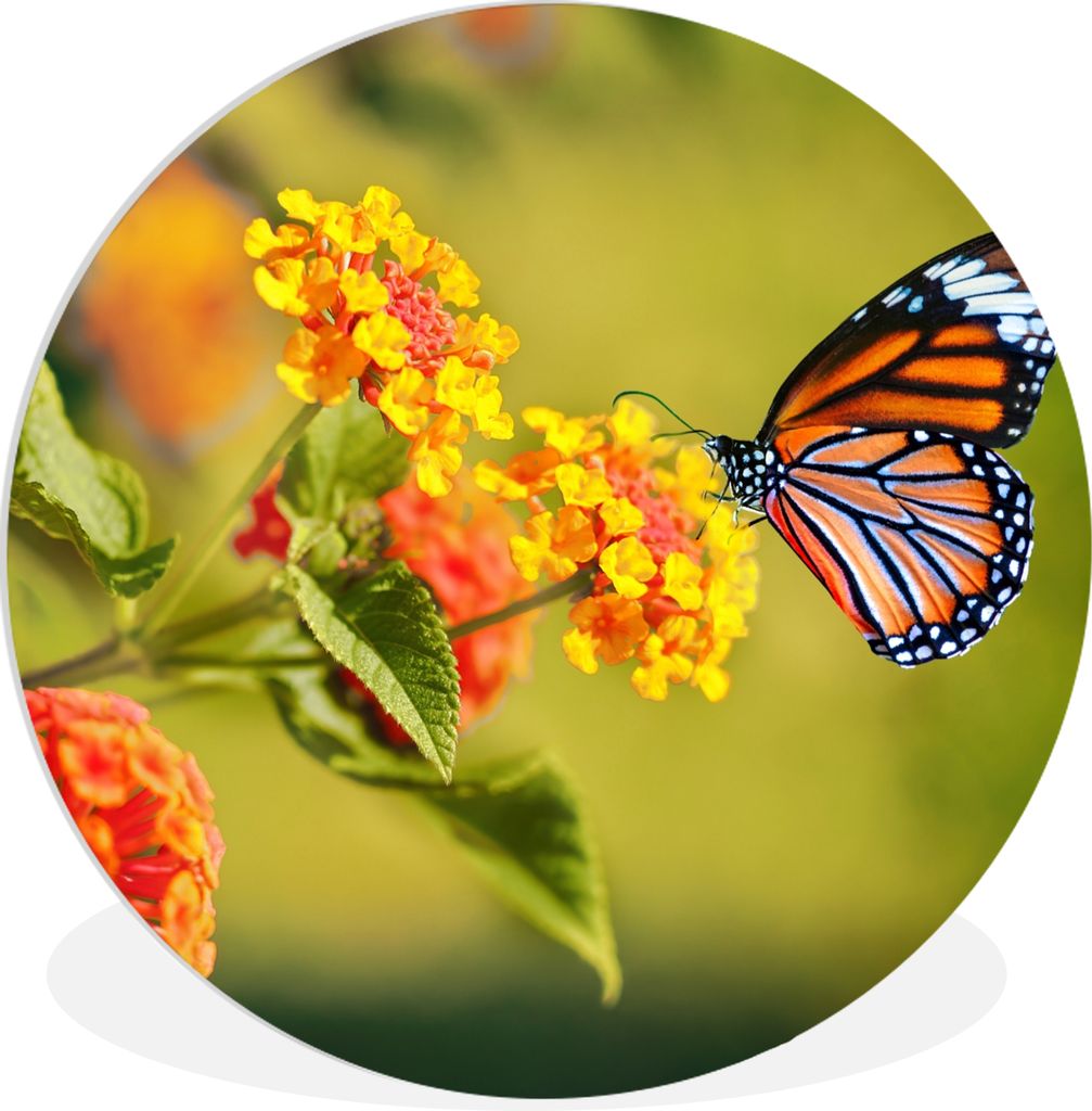 MuchoWow Rundes Wandbild - Runde Bilder Schmetterling - Insekten - Blumen - Gelb Ø 60 cm Kreis Wanddekoration Kunststoff - Wandkreis - Wandschmu...