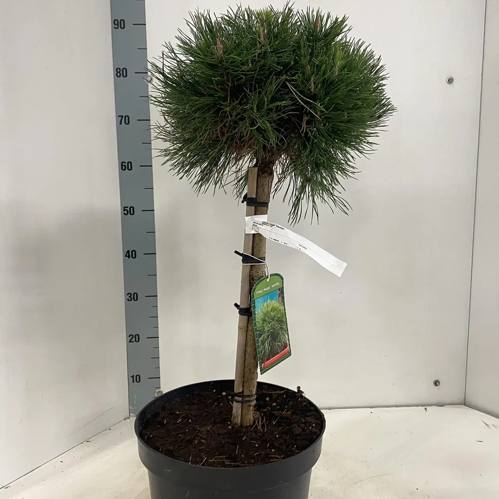 Pinus mugo Varella - Pin de montagne globulaire nain en pot de 40 cm