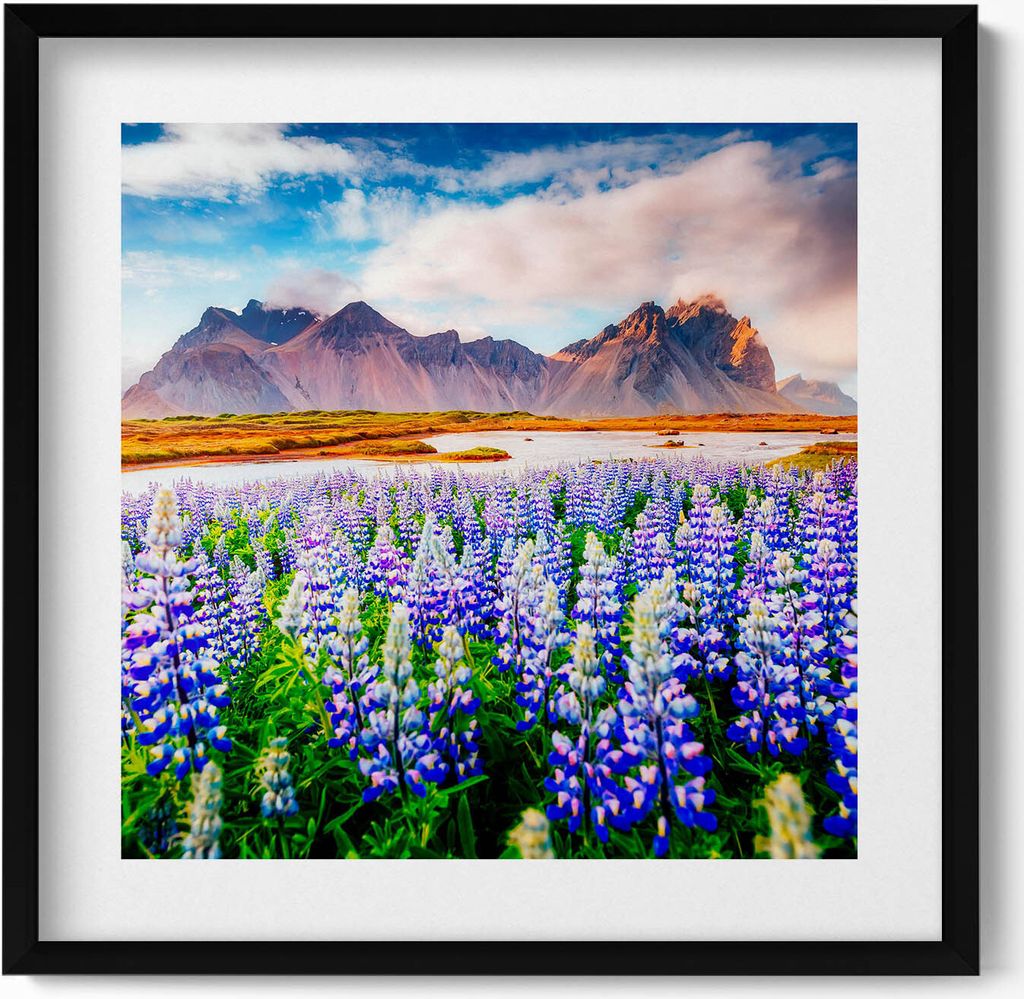 Magische Lupinenblüten– Wandbild mit Rahmen – Gerahmtes Bild – Wanddekoration – 50x50 cm – Schwarz Rahmen